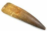 Fossil Spinosaurus Tooth - Real Dinosaur Tooth #373976-1